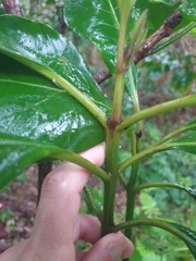 Atractocarpus stipularis