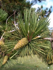 Pinus nigra