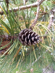 Pinus nigra