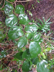 Cryptocarya triplinervis