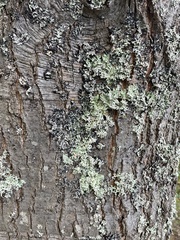Usnea