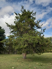 Pinus nigra