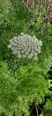 Ammi majus