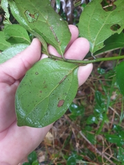 Cryptocarya triplinervis