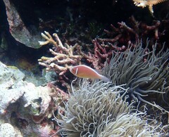 Amphiprion perideraion