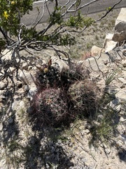 Hamatocactus hamatacanthus