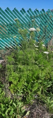 Ammi majus