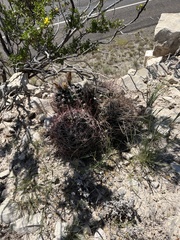 Hamatocactus hamatacanthus