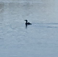 Phalacrocorax