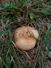 Lactarius semisanguifluus