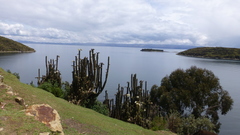Trichocereeae