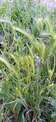Hordeum