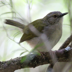 Camaroptera brachyura