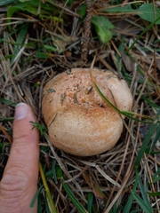 Lactarius semisanguifluus