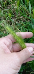 Hordeum