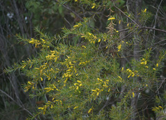 Acacia chisholmii × leptostachya