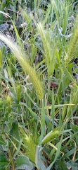Hordeum