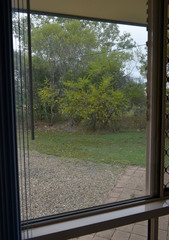 Acacia chisholmii × leptostachya