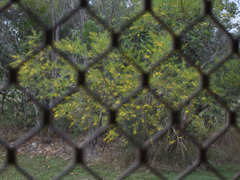 Acacia chisholmii × leptostachya