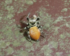 Carrhotus xanthogramma