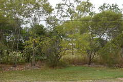 Acacia chisholmii × leptostachya