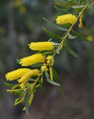 Acacia chisholmii × leptostachya