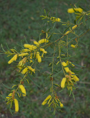 Acacia chisholmii × leptostachya