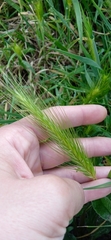 Hordeum
