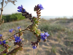 Anchusa leptophylla
