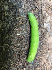 Smerinthus ocellata