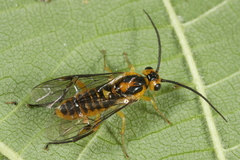 Euura tibialis