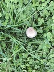 Agaricus campestris