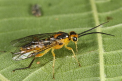 Euura tibialis