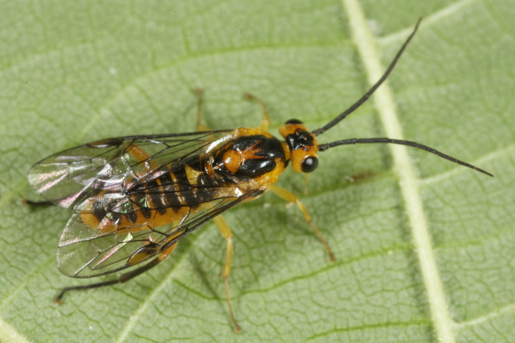 Locust Sawfly