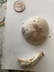 Agaricus campestris