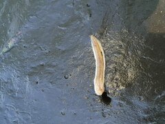 Testacella haliotidea