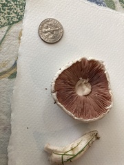 Agaricus campestris
