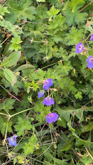Geranium pratense