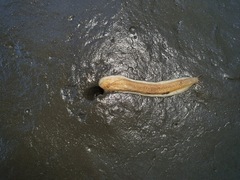 Testacella haliotidea