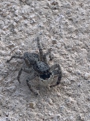 Menemerus taeniatus