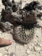 Mammillaria heyderi