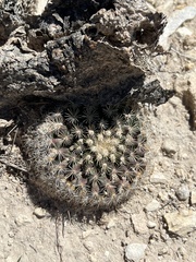 Mammillaria heyderi