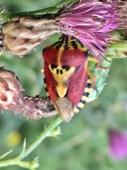 Codophila varia