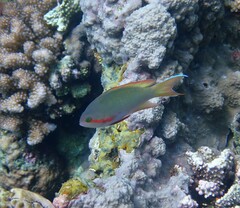 Pseudanthias huchtii