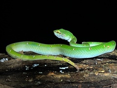 Tropidolaemus wagleri