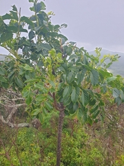 Polyscias cissodendron