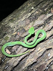 Tropidolaemus wagleri