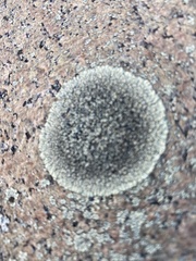 Dimelaena