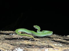 Tropidolaemus wagleri