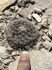 Mammillaria heyderi